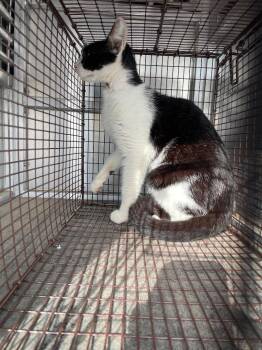 Domestic Short Hair Cats Available for Adoption in New Braunfels, Texas - Mud Ball | PetCurious