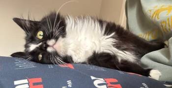 Domestic Long Hair Cats Available for Adoption in Fort Collins, Colorado - Tepee | PetCurious