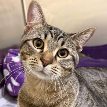 George -  Domestic Short Hair Cat for Adoption in Riverwoods, Illinois - George | PetCurious