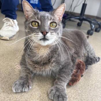 Domestic Short Hair Cats Available for Adoption - Little Foot | PetCurious