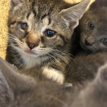 Jake -  Domestic Short Hair Cat for Adoption in Philadelphia, Pennsylvania - Jake | PetCurious