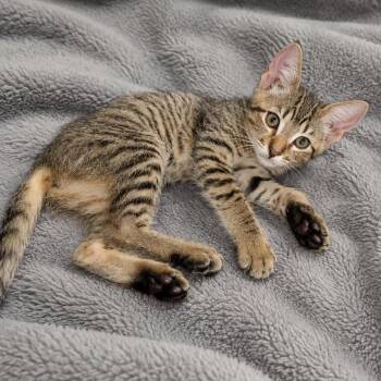 Lisa -  Domestic Short Hair Cat for Adoption in Tucson, Arizona - Lisa | PetCurious