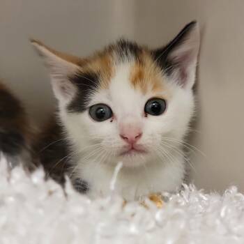 Domestic Short Hair Cats Available for Adoption in Sarasota, Florida - Snickers | PetCurious