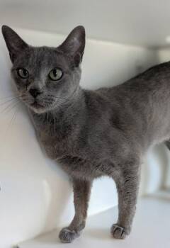 Diamond -  Domestic Short Hair Cat for Adoption in Divide, Colorado - Diamond | PetCurious