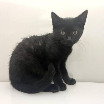 Dorothy -  Domestic Short Hair Cat for Adoption in Phoenixville, Pennsylvania - Dorothy | PetCurious