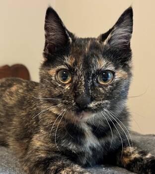 Rescue Domestic Short Hair Cats for Adoption in Cumberland, Maine - Willow 2.0 | PetCurious