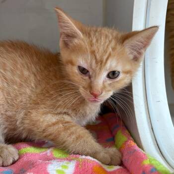 Butternut -  Domestic Short Hair Cat for Adoption in Naperville, Illinois - Butternut | PetCurious