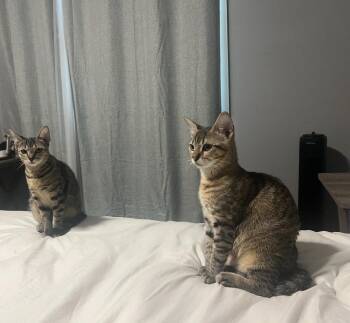 Rescue Domestic Short Hair Cats for Adoption in Pleasant Valley, New York - Journey And Miracle | PetCurious