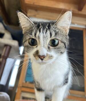 Camille -  Domestic Short Hair Cat for Adoption in Crossville, Tennessee - Camille | PetCurious