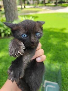 Domestic Short Hair Cats Available for Adoption in Houston, Texas - A656618 | PetCurious