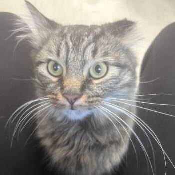 Fluff -  Domestic Long Hair Cat for Adoption in Flagstaff, Arizona - Fluff | PetCurious