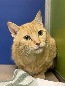 Rescue Domestic Short Hair Cats for Adoption in Philadelphia, Pennsylvania - Jenny | PetCurious