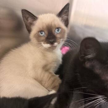 Domestic Short Hair Cats Available for Adoption in Port Charlotte, Florida - 0425-C26 | PetCurious