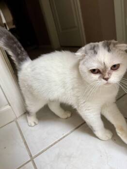 Nyla Harper -  Scottish Fold Cat for Adoption in Broomall, Pennsylvania - Nyla Harper | PetCurious