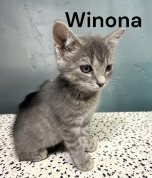 Winona -  Tabby Cat for Adoption in Weems, Virginia - Winona | PetCurious