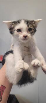 FLOAT -  Domestic Short Hair Cat for Adoption in West Chester, Pennsylvania - FLOAT | PetCurious