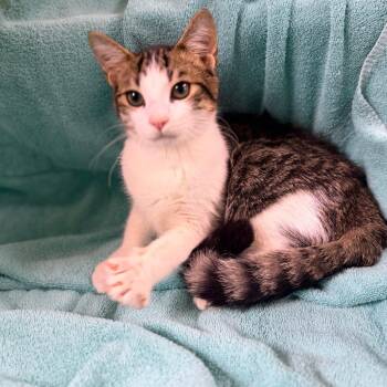 Bagel -  Domestic Short Hair Cat for Adoption in Columbus, Georgia - Bagel | PetCurious