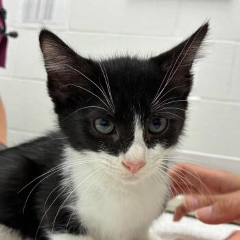 Amiko -  Domestic Short Hair Cat for Adoption in Corpus Christi, Texas - Amiko | PetCurious