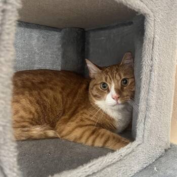 Anubis -  Domestic Short Hair Cat for Adoption in Washington, Utah - Anubis | PetCurious