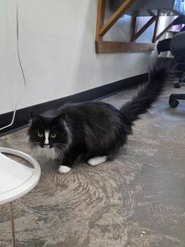Rescue Domestic Long Hair Cats for Adoption in Roosevelt, Utah - Banshee | PetCurious