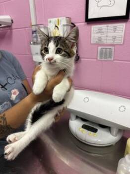 Cannellini -  Domestic Short Hair Cat for Adoption in Columbus, Indiana - Cannellini | PetCurious
