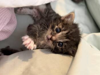 Mokey -  Domestic Short Hair Cat for Adoption in Fruit Heights, Utah - Mokey | PetCurious