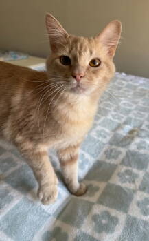 Rescue Domestic Medium Hair Cats for Adoption in Ball Ground, Georgia - Squash | PetCurious