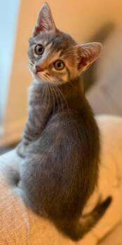 Gable -  Domestic Short Hair Cat for Adoption in Augusta, Georgia - Gable | PetCurious