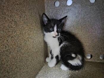 LEONARD -  Domestic Short Hair Cat Available for Adoption in Orlando, Florida - LEONARD | PetCurious