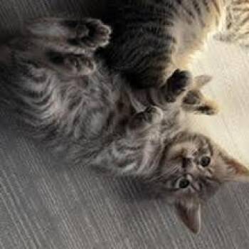 Domestic Short Hair Cats Available for Adoption in Quakertown, Pennsylvania - Binxy | PetCurious