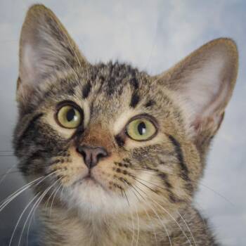 Turnip -  Tabby and Domestic Short Hair Cat for Adoption in Huntley, Illinois - Turnip | PetCurious