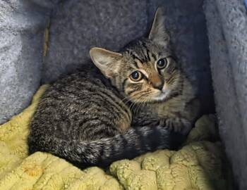 Brownie -  Domestic Short Hair Cat for Adoption in Nashville, Tennessee - Brownie | PetCurious