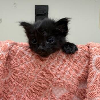 Autumn -  Domestic Short Hair Cat for Adoption in Auburn, Alabama - Autumn | PetCurious