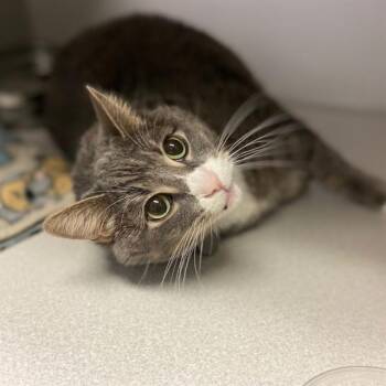 CRICKET -  Domestic Short Hair Cat for Adoption in Aurora, Colorado - CRICKET | PetCurious