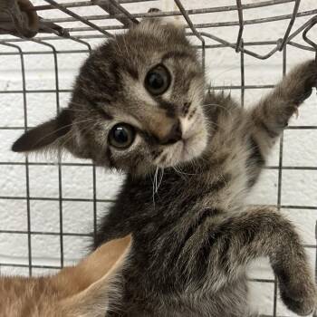 Domestic Short Hair Cats Available for Adoption - Timber | PetCurious