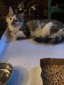 Lee -  Domestic Medium Hair Cat for Adoption in Chatham, Virginia - Lee | PetCurious