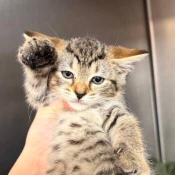 Honeybee -  Domestic Short Hair Cat for Adoption in New York, New York - Honeybee | PetCurious
