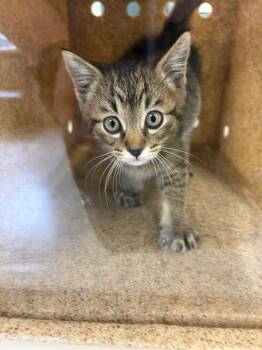 Domestic Short Hair Cats Available for Adoption in West Valley City, Utah - LIEUTENANT DAN | PetCurious