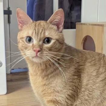 Kopa -  Domestic Short Hair Cat for Adoption in New York, New York - Kopa | PetCurious