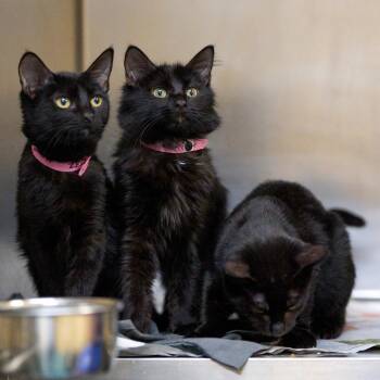 BASH -  Domestic Short Hair Cat for Adoption in Memphis, Tennessee - BASH | PetCurious