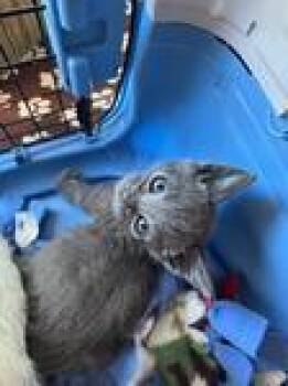 Cobra -  Domestic Short Hair Cat for Adoption in Chico, California - Cobra | PetCurious