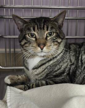 Domestic Short Hair Cats Available for Adoption - Toad | PetCurious