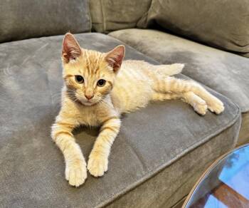 Hamilton KITTEN -  Domestic Short Hair Cat for Adoption in Rockaway, New Jersey - Hamilton KITTEN | PetCurious