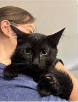 Ruby Tuesday -  Domestic Short Hair Cat for Adoption in Beacon, New York - Ruby Tuesday | PetCurious