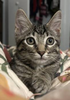 Lucky -  Domestic Short Hair Cat for Adoption in Kansas City, Missouri - Lucky | PetCurious
