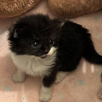 Starlight 2 -  Domestic Short Hair Cat Available for Adoption in Cumming, Georgia - Starlight 2 | PetCurious