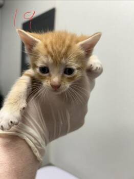 Kenny -  Domestic Short Hair Cat for Adoption in West Chester, Pennsylvania - Kenny | PetCurious