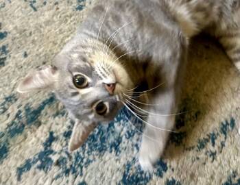 Lynx -  Domestic Short Hair Cat Available for Adoption in San Jose, California - Lynx | PetCurious