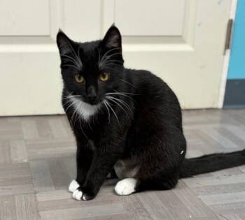 Xena -  Domestic Short Hair Cat for Adoption in Battle Ground, Washington - Xena | PetCurious
