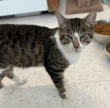 Alfonso -  Domestic Short Hair and Tabby Cat for Adoption in Dublin, Ohio - Alfonso | PetCurious